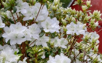 Glacier White Azalea