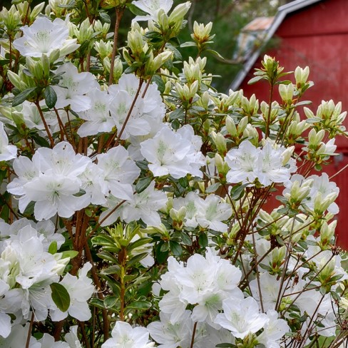 Glacier White Azalea