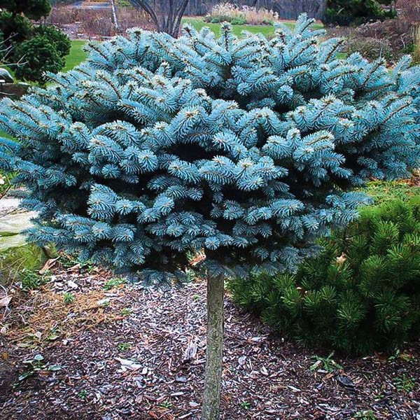 Dwarf Globe Blue Spruce