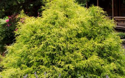 Gold Mop False Cypress