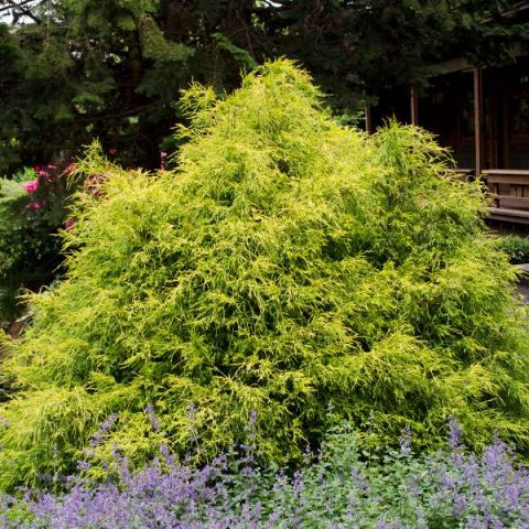 Gold Mop False Cypress | Duncan Nursery