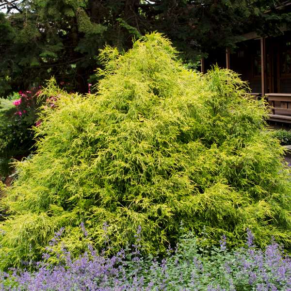 Gold Mop False Cypress