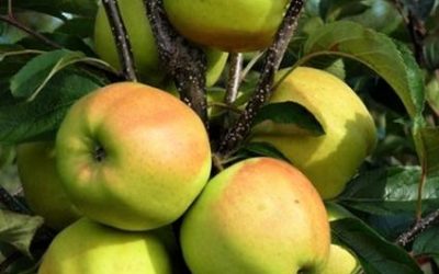 Golden Delicious Semi-Dwarf Apple