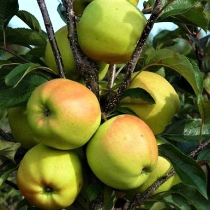 Golden Delicious Semi-Dwarf Apple