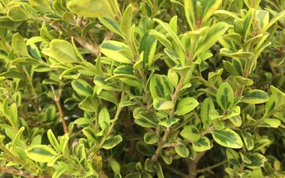 Golden Dream Boxwood