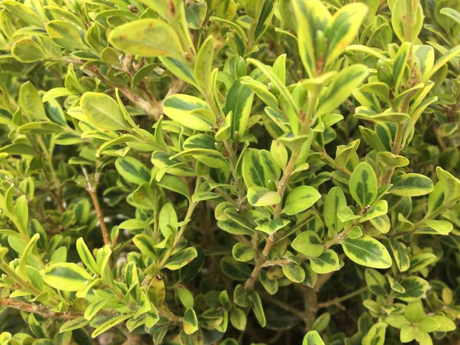 Golden Dream Boxwood