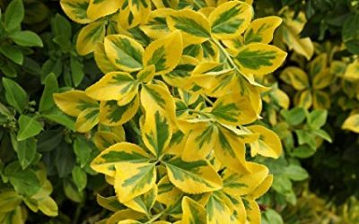 Goldon Euonymus