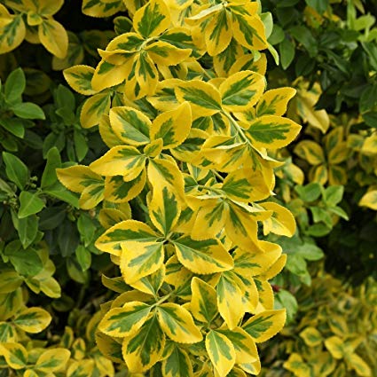 Goldon Euonymus