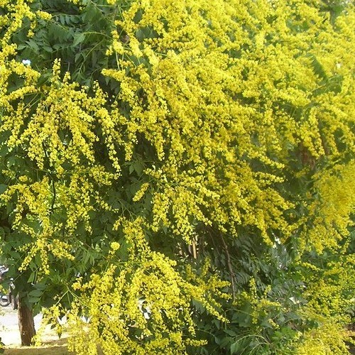 Golden Rain Tree