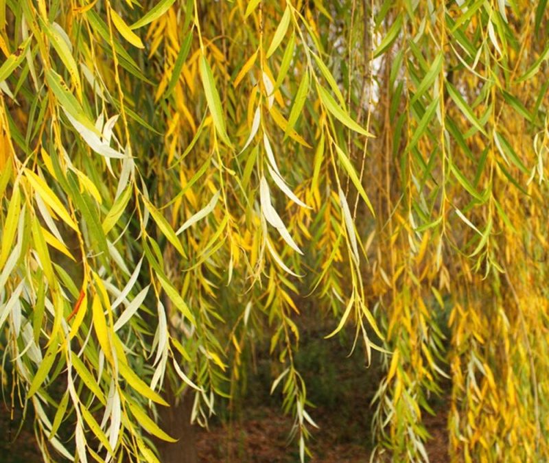 Golden Weeping Willow