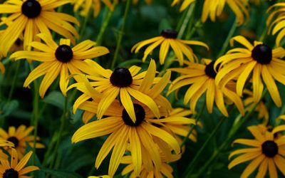 Goldsturm Black Eyed Susan