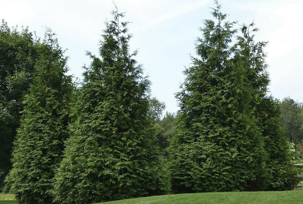 Green Giant Arborvitae