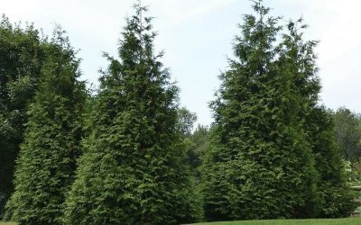 Green Giant Arborvitae