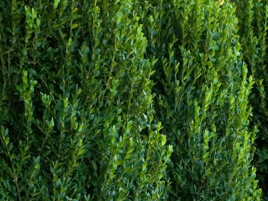 Green Mountain Boxwood