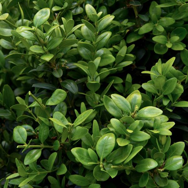 Green Tower® Boxwood