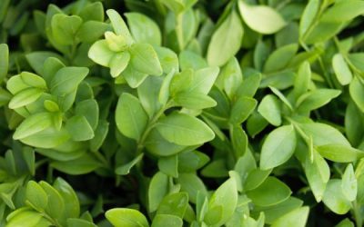 Green Velvet Boxwood