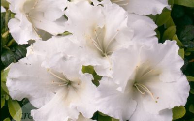 Gumpo White Azalea