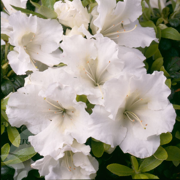 Gumpo White Azalea