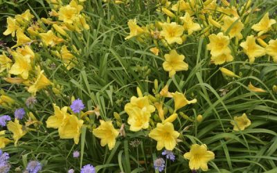 Happy Returns Dwarf Daylily