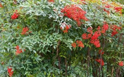 Standard Nandina