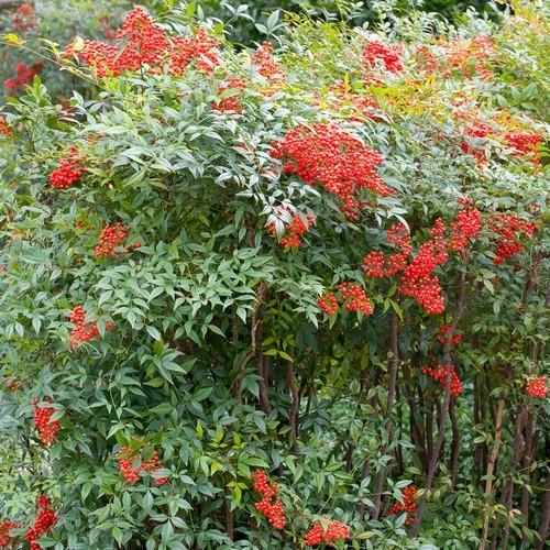 Standard Nandina