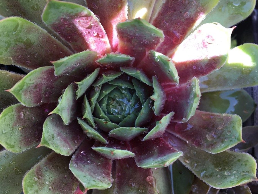 Hen & Chicks