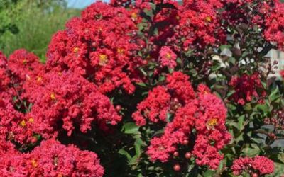 Princess Holly Ann™ Crape Myrtle