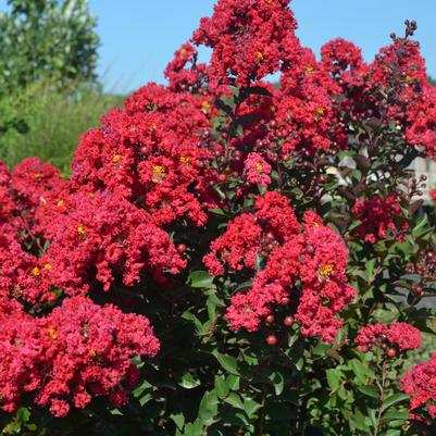 Princess Holly Ann™ Crape Myrtle