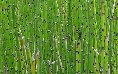 Horsetail Reed