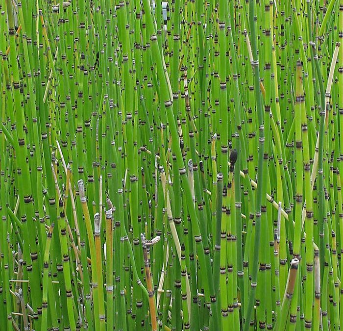 Horsetail Reed