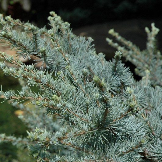 Horstmann Blue Atlas Cedar