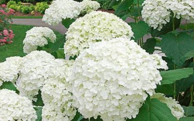 Incrediball® Smooth Hydrangea