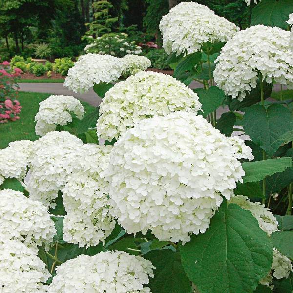 Incrediball® Smooth Hydrangea