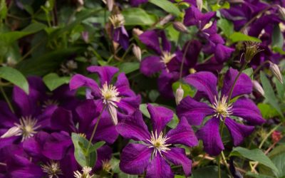 Jackman Clematis