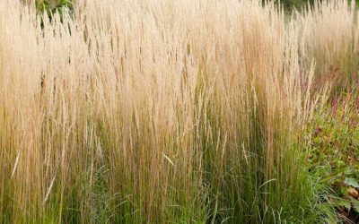 Karl Foerster’s Feather Reed Grass