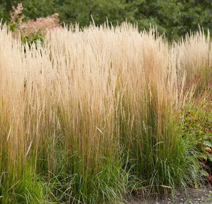 Karl Foerster’s Feather Reed Grass