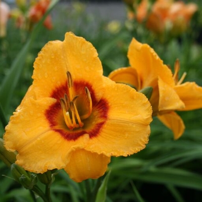 Kokomo Sunset™ Daylily