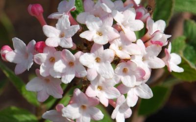 Korean Spice Viburnum