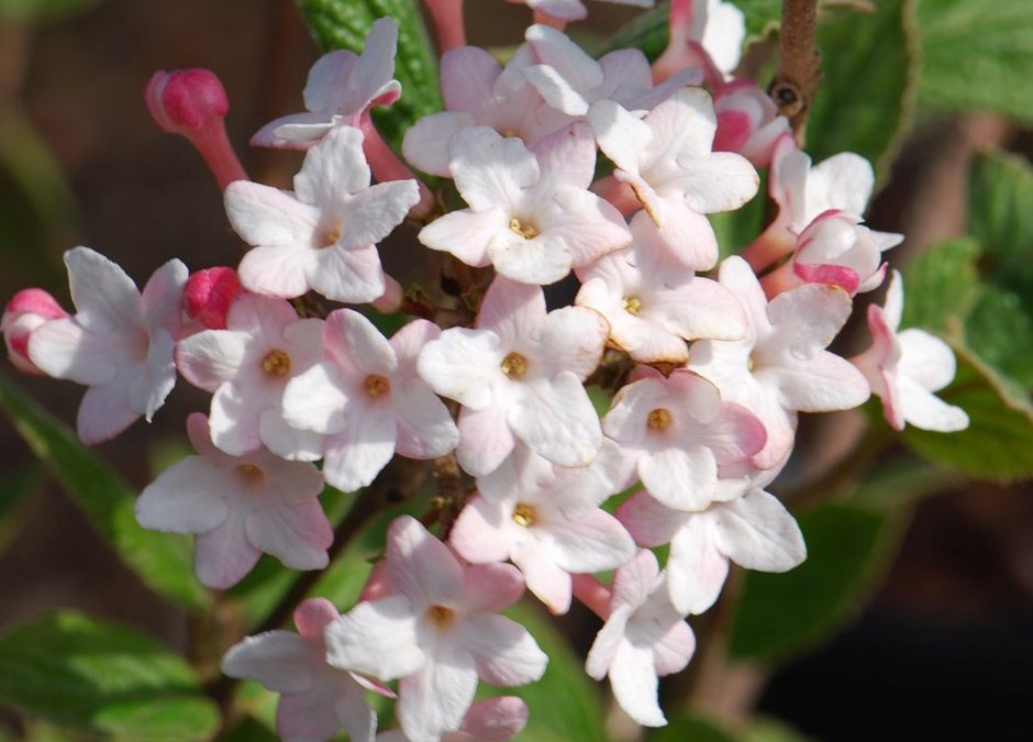 Korean Spice Viburnum