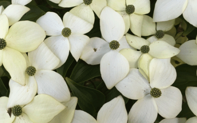 Kousa Dogwood