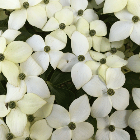 Kousa Dogwood