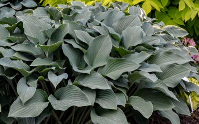 Krossa Regal Hosta