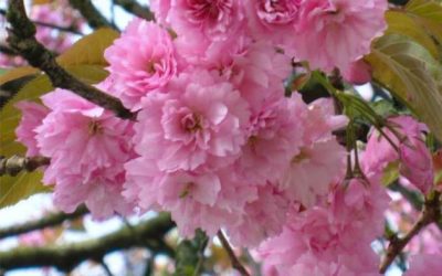 Kwanzan Flowering Cherry