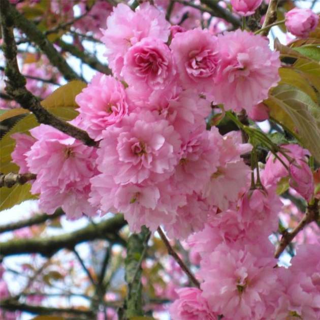 Kwanzan Flowering Cherry