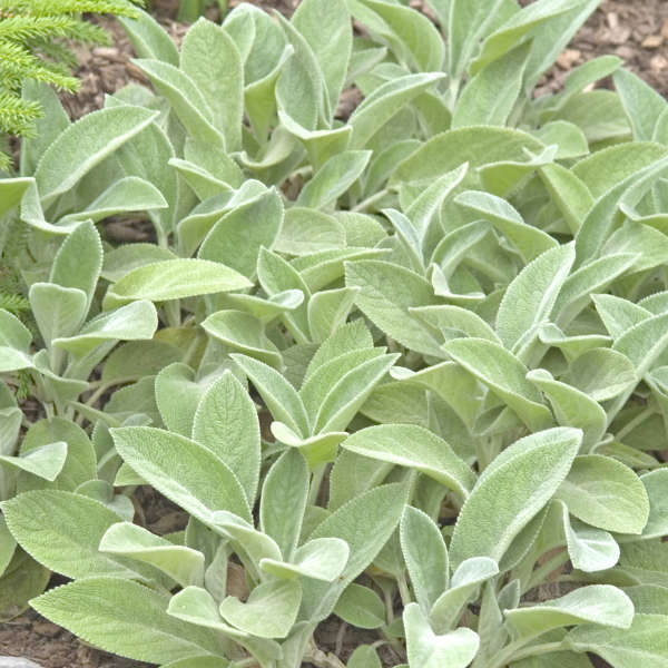 Helene Von Stein Lamb’s Ear