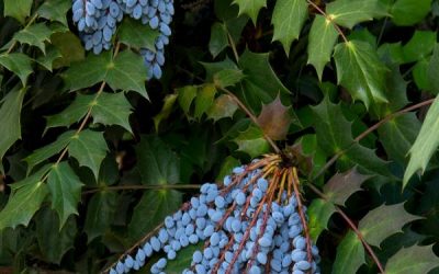 Leatherleaf Mahonia