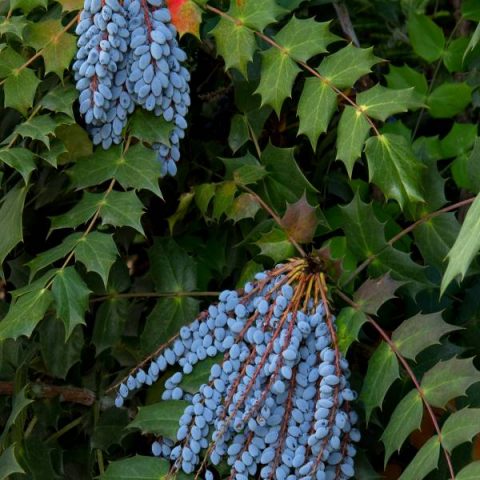 Leatherleaf Mahonia | Duncan Nursery