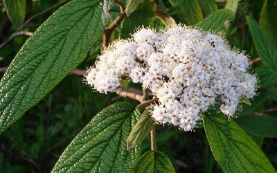 Leatherleaf Viburnum