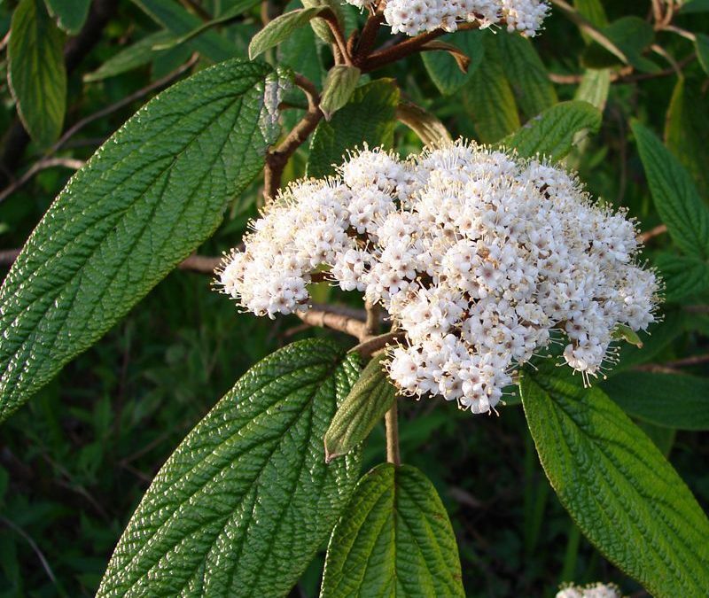 Leatherleaf Viburnum