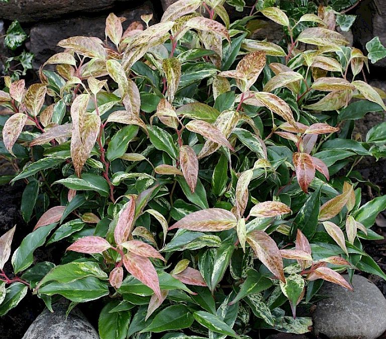 Rainbow Drooping Fetterbush